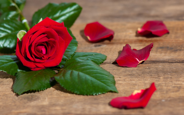 Red rose wooden table petals free wallpaper - medium preview image