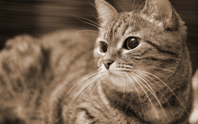 Sad cat table black and free wallpaper - medium preview image