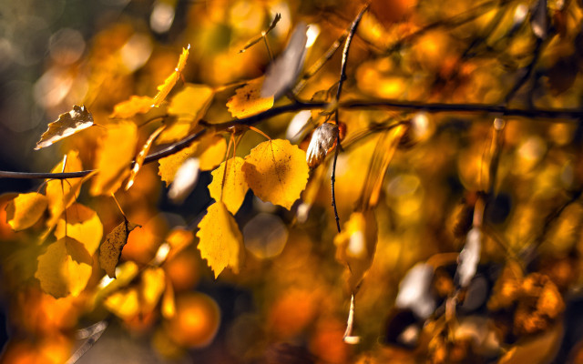 Fall yellow branch blurry background free wallpaper - medium preview image
