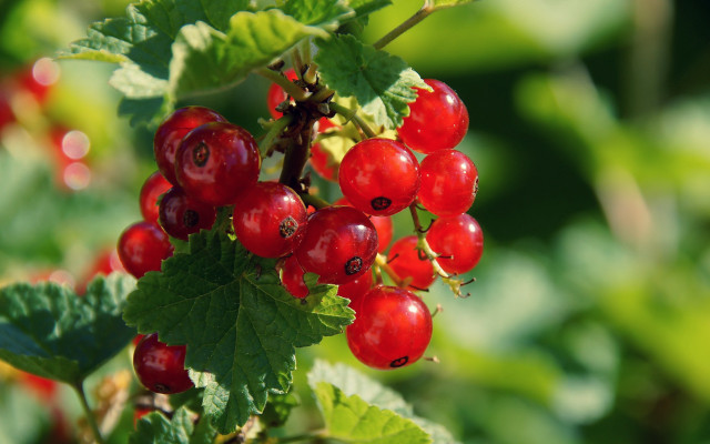 Red berries leaves water droplets #2 free wallpaper - medium preview image