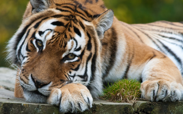 Tiger resting on rock blurry free wallpaper - medium preview image