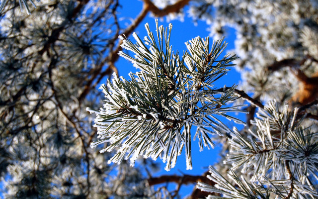 Pine snowy branch blue sky free wallpaper - medium preview image