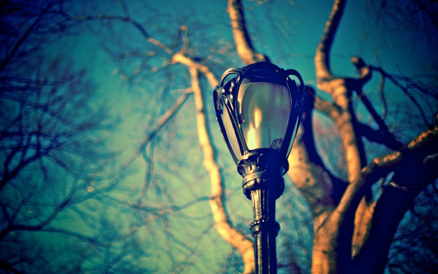 Streetlight tree bare branches blue free wallpaper - medium preview image