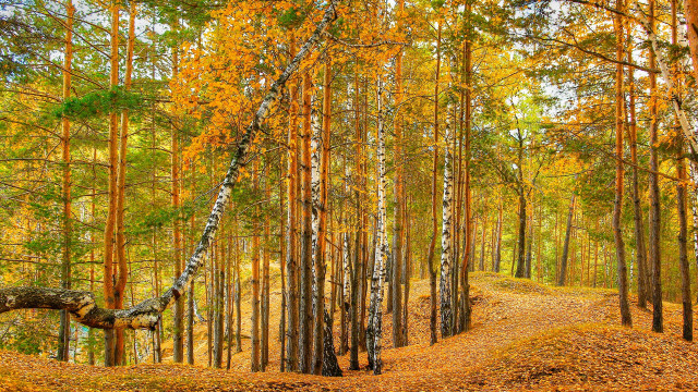 Autumn woods path fallen tree free wallpaper - medium preview image