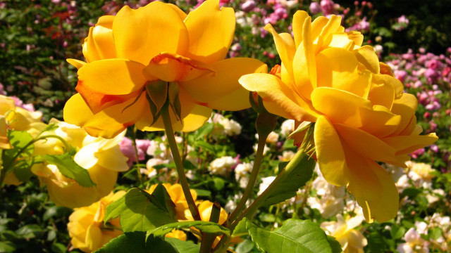 Yellow flowers garden pink white free wallpaper - medium preview image