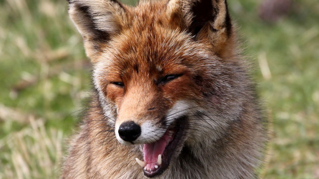 Fox open mouth tongue out free wallpaper - medium preview image