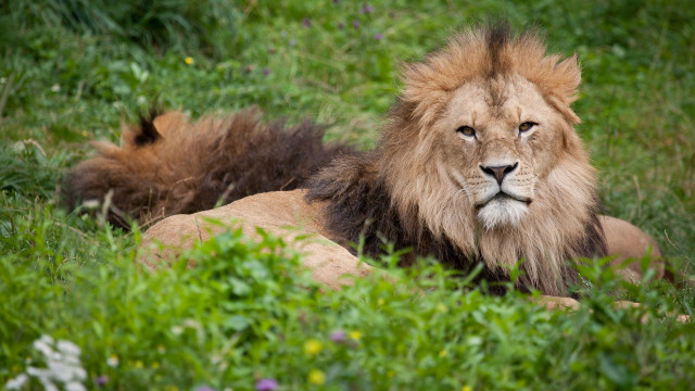 Lion grass outdoors nature blurry free wallpaper - medium preview image