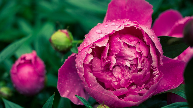Pink flower water droplets green #6 free wallpaper - medium preview image
