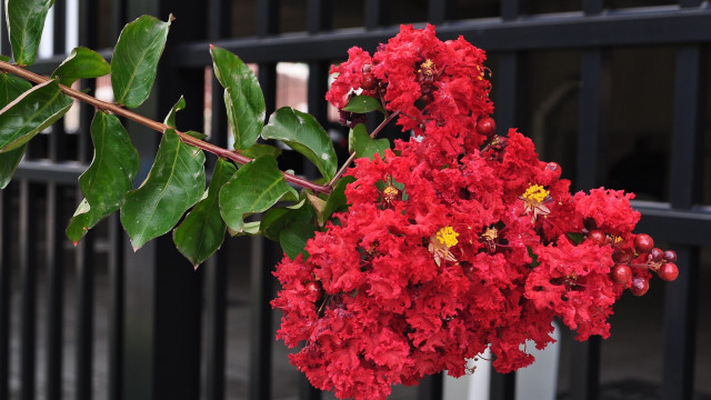 Red flowers hanging fence summer free wallpaper - medium preview image
