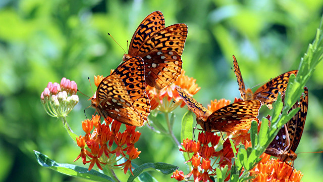 Butterflies flower green field bokeh free wallpaper - medium preview image