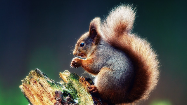 Squirrel tree stump eating blue free wallpaper - medium preview image
