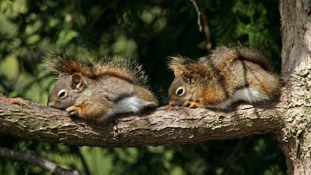 Squirrels eating nuts forest nature free wallpaper - medium preview image