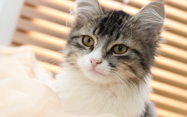 Cat blinds window closeup photorealistic free wallpaper for desktop - medium preview image