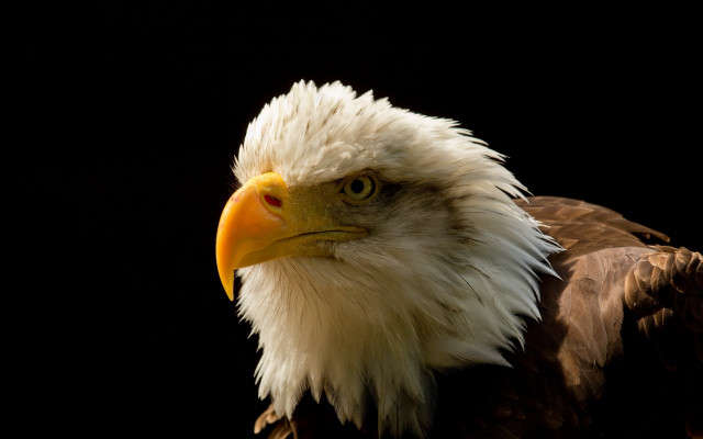 Bald eagle white head yellow #5 free wallpaper - medium preview image
