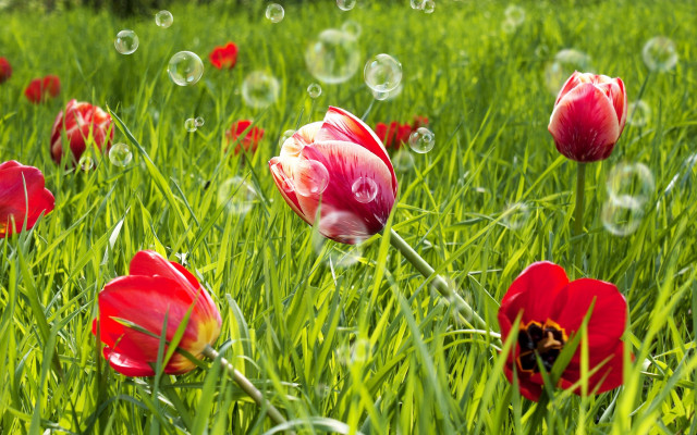 Red flower bubbles green field free wallpaper - medium preview image