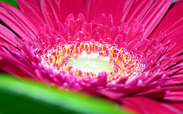 Pink flower green leaves yellow #5 free wallpaper - medium preview image