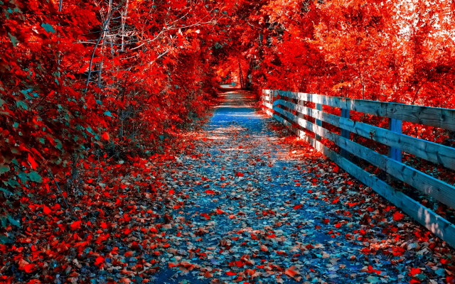 Autumn fence red leaves forest free wallpaper - medium preview image