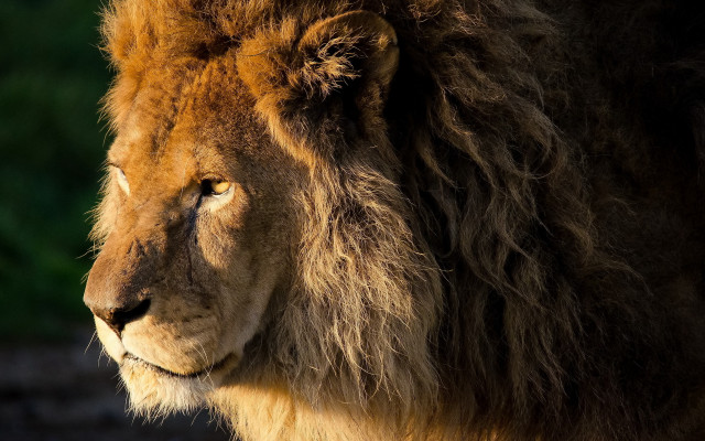 Lion closeup wildlife nature portrait free wallpaper - medium preview image
