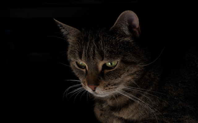 Sad cat chiaroscuro green eyes free wallpaper - medium preview image