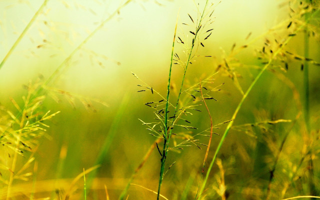 Closeup plant blurry background nature free wallpaper - medium preview image