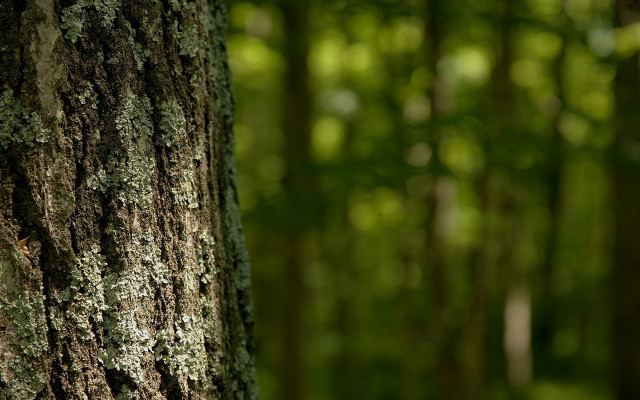 Mossy tree forest white bird #2 free wallpaper - medium preview image