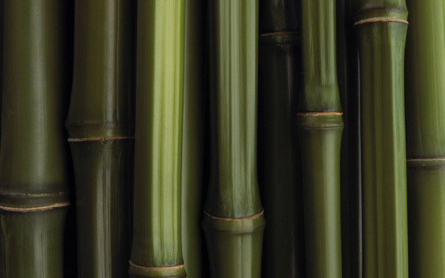 Bamboo closeup ecological art behance free wallpaper - medium preview image