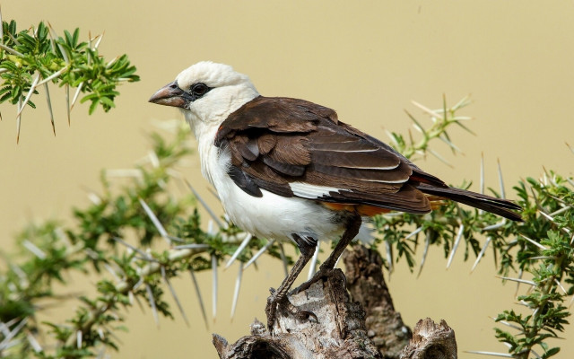 Bird branch green leaves brown free wallpaper - medium preview image