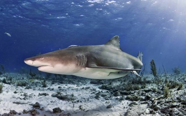 Large shark ocean fish seaweed free wallpaper - medium preview image