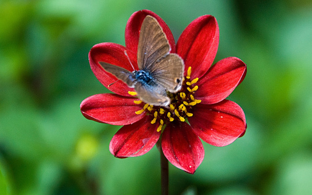 Butterfly redflower greenleaves macroblur depthoffield free wallpaper - medium preview image