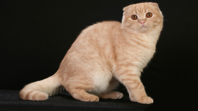 Light orange cat black background #2 free wallpaper - medium preview image