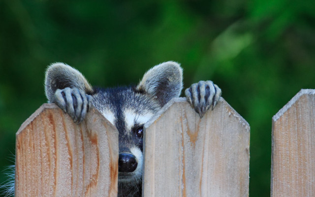 Raccoon peeking fence paws furry free wallpaper - medium preview image
