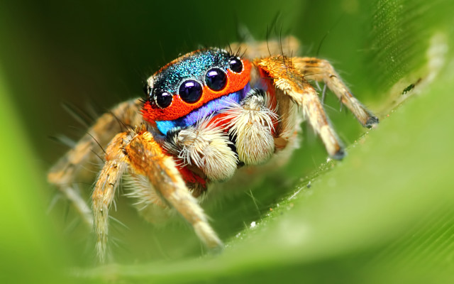 Colorful spider green leaf holography free wallpaper for desktop - medium preview image