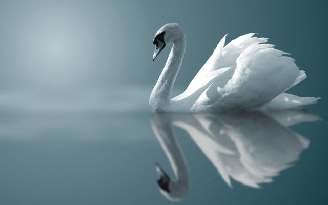 Swan reflection blur blue sky free wallpaper - medium preview image