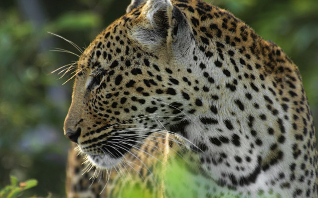 Leopard standing in grass looking free wallpaper - medium preview image