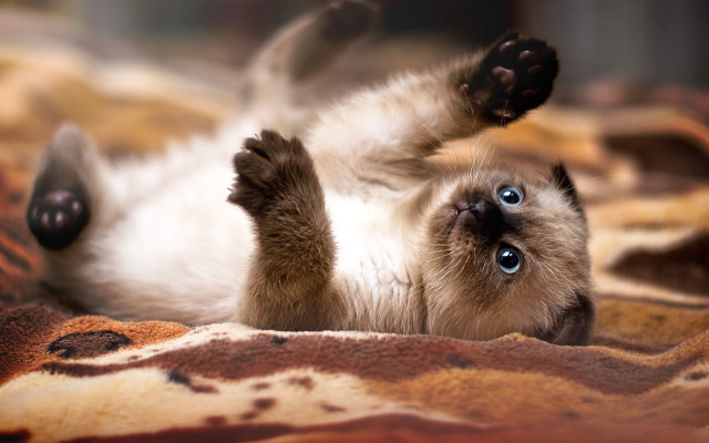 Cat arabesque blurry depthoffield shiba free wallpaper - medium preview image