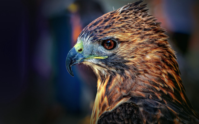 Bird of prey closeup blurry #3 free wallpaper - medium preview image