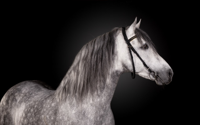 Gray horse white horse full free wallpaper - medium preview image