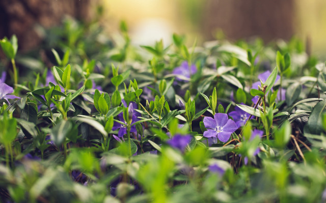 Purple flowers green leaves tree free wallpaper - medium preview image