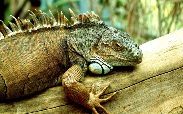 Lizard spikes branch animal photography free wallpaper - medium preview image