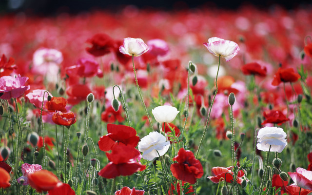 Red white flower field impressionist free wallpaper - medium preview image