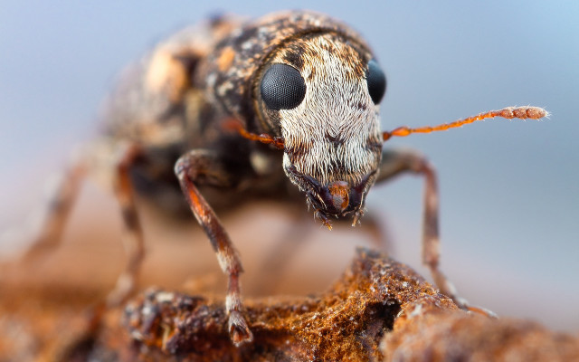 Bug rock closeup fire battle free wallpaper - medium preview image