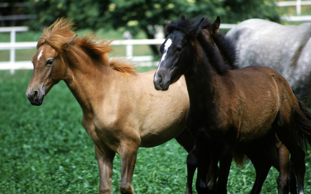 Horses green field white fence free wallpaper - medium preview image