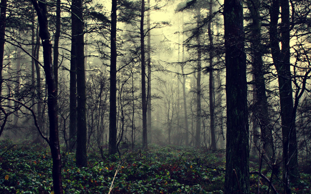 Foggy forest bench bamboo autumn free wallpaper - medium preview image