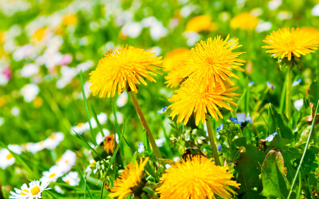 Yellow flower field blurry background #3 free wallpaper - medium preview image
