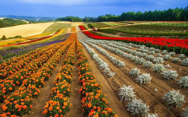 Flower field tractor sky clouds free wallpaper - medium preview image