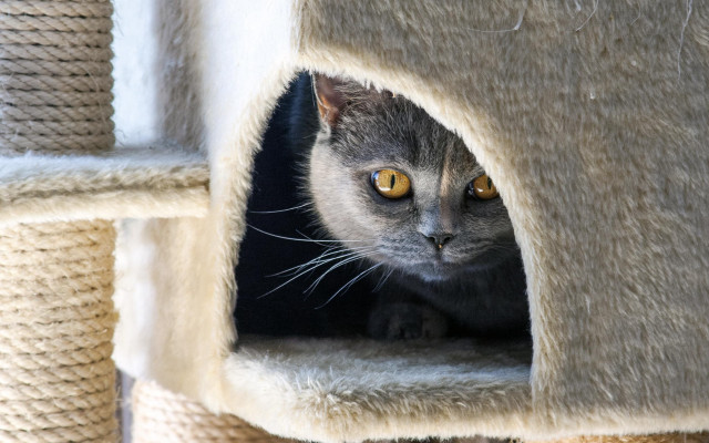 Cat tree cat scratching post free wallpaper - medium preview image