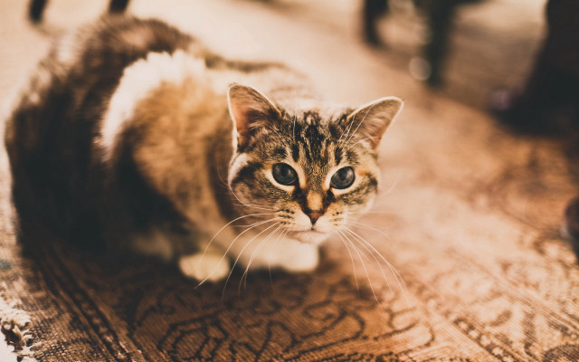 Cat curious portrait shallowdepth tiltshift free wallpaper - medium preview image