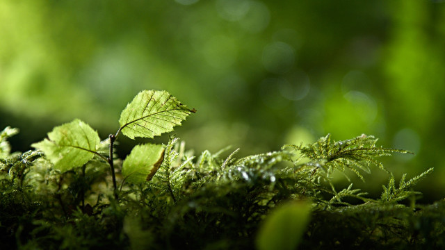 Leaf mossy surface bokeh nature free wallpaper - medium preview image
