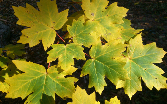 Yellow leaves autumn sunlight woods free wallpaper - medium preview image