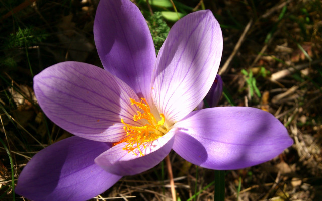 Purple flower butterfly nature macro free wallpaper - medium preview image